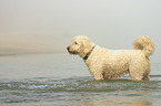 bathing Goldendoodle