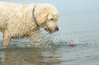 Goldendoodle in the water