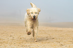 running Goldendoodle