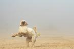 playing Goldendoodle