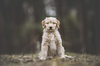 young Goldendoodle