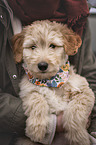 young Goldendoodle