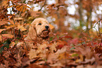 Goldendoodle in autumn
