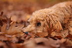 Goldendoodle in autumn