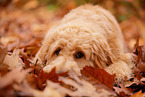 Goldendoodle in autumn