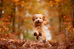 Goldendoodle in autumn