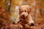 Goldendoodle in autumn