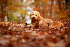 Goldendoodle in autumn
