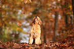 Goldendoodle in autumn