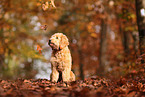 Goldendoodle in autumn