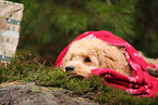 Goldendoodle with christmas decoration