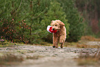 Goldendoodle with christmas decoration