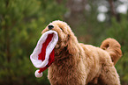 Goldendoodle with christmas decoration