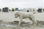 adult Goldendoodle