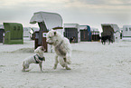 adult Goldendoodle and mongrel