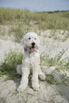 adult Goldendoodle