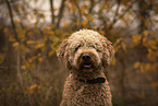 male Goldendoodle