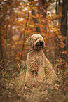 male Goldendoodle