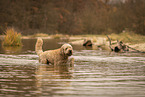 male Goldendoodle