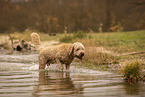 male Goldendoodle