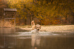 male Goldendoodle