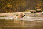 male Goldendoodle