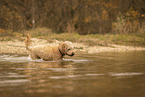 male Goldendoodle