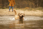 male Goldendoodle