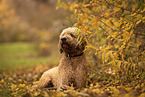 male Goldendoodle