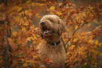 male Goldendoodle