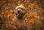 male Goldendoodle