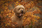 male Goldendoodle