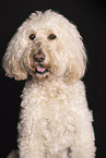 pale Goldendoodle