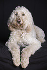 pale Goldendoodle