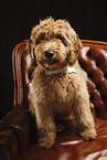 Goldendoodle