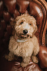 Goldendoodle