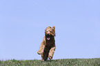 male Goldendoodle