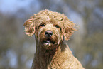 male Goldendoodle