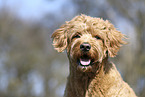 male Goldendoodle