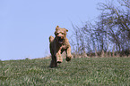 male Goldendoodle