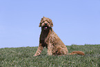 male Goldendoodle