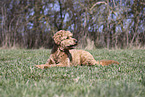 male Goldendoodle