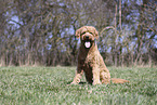 male Goldendoodle