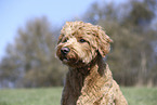 male Goldendoodle