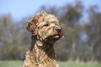 male Goldendoodle