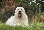 Goldendoodle