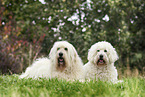 2 Goldendoodles