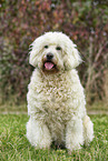 Goldendoodle