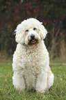 Goldendoodle