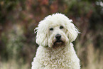 Goldendoodle